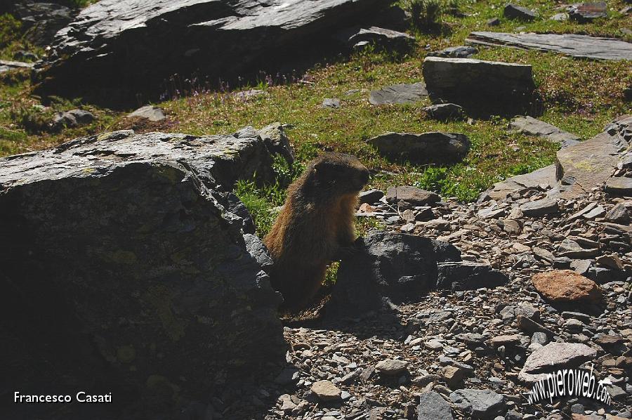 22 Una marmotta nella Val Cerviera.jpg